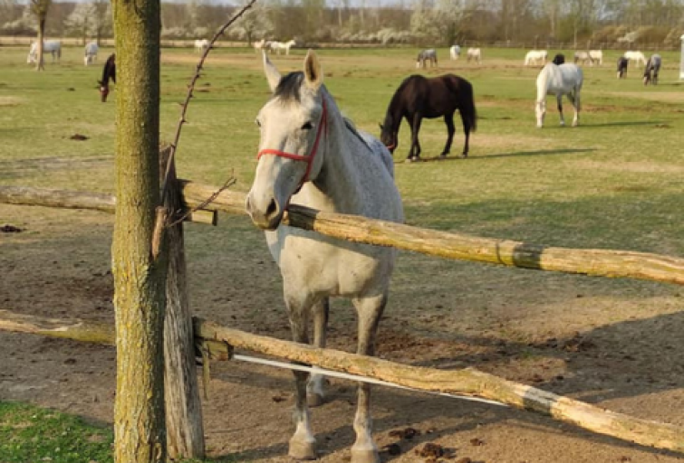 ĐAKOVO- The State Lipizzaner Stud Farm